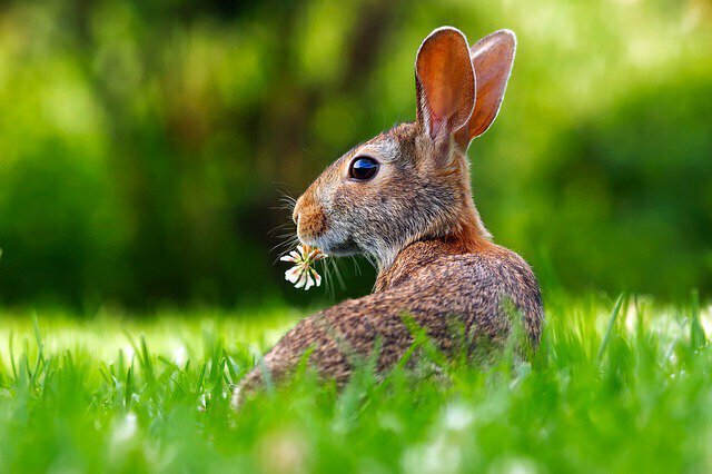 Gute Osterwitze Ã¼ber den Osterhasen